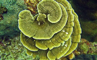 Co-management: A game changer in marine resource management in Malaysia?