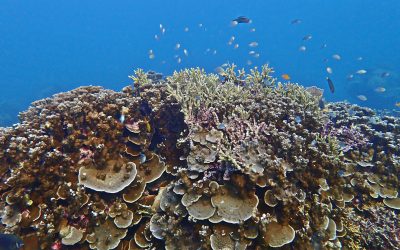 Protected Area Governance: Moving Malaysia Forward