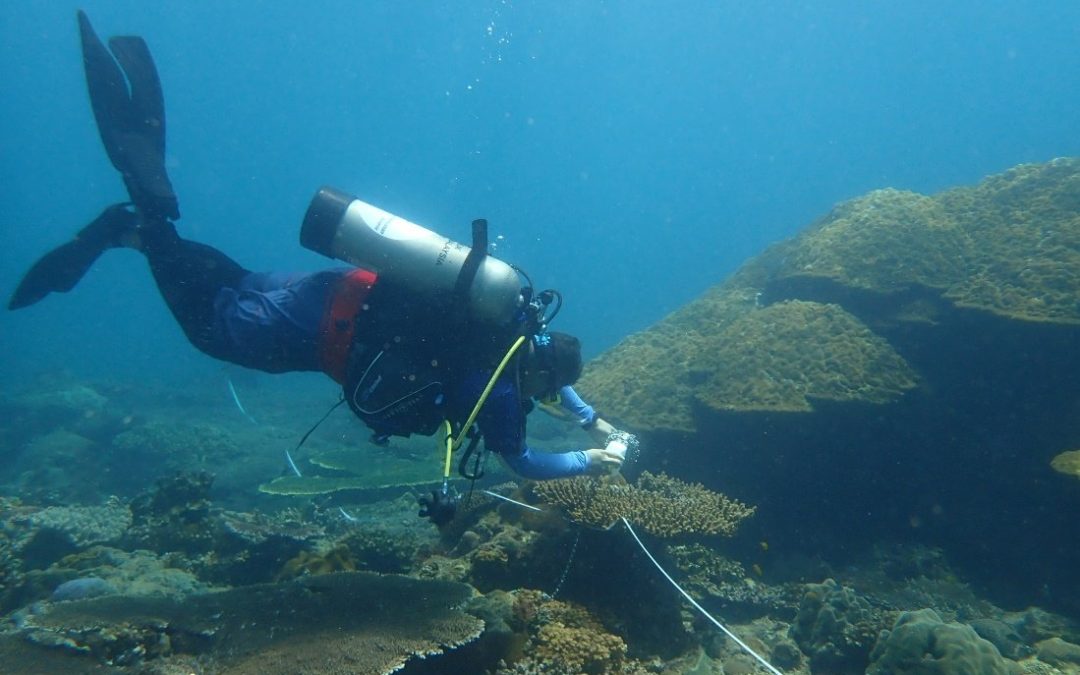 Are Our Coral Reefs Okay?