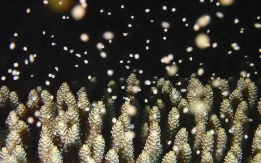 Hot Weather Causing Stress to Our Coral Reefs