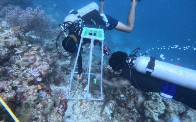 Building Resilience for Long Term Reef Health