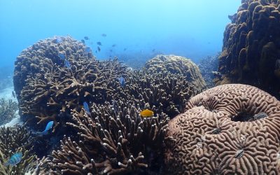 Reef Check Malaysia – About More Than Just Coral Reefs