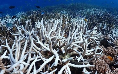 Our Corals Are Bleaching – How We Can Save Them