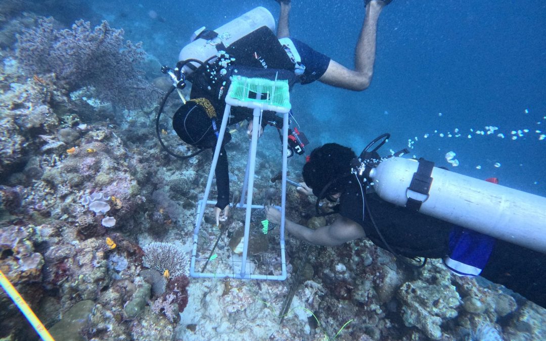 Warm seas are stressing our corals. 