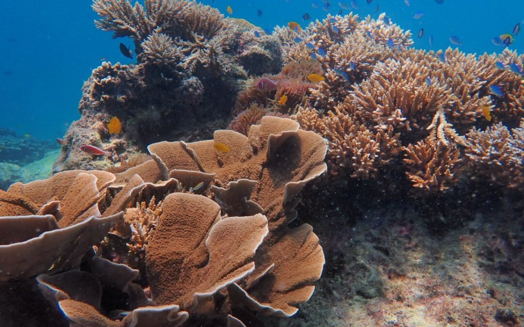 Reef Check Malaysia will be attending COP 16