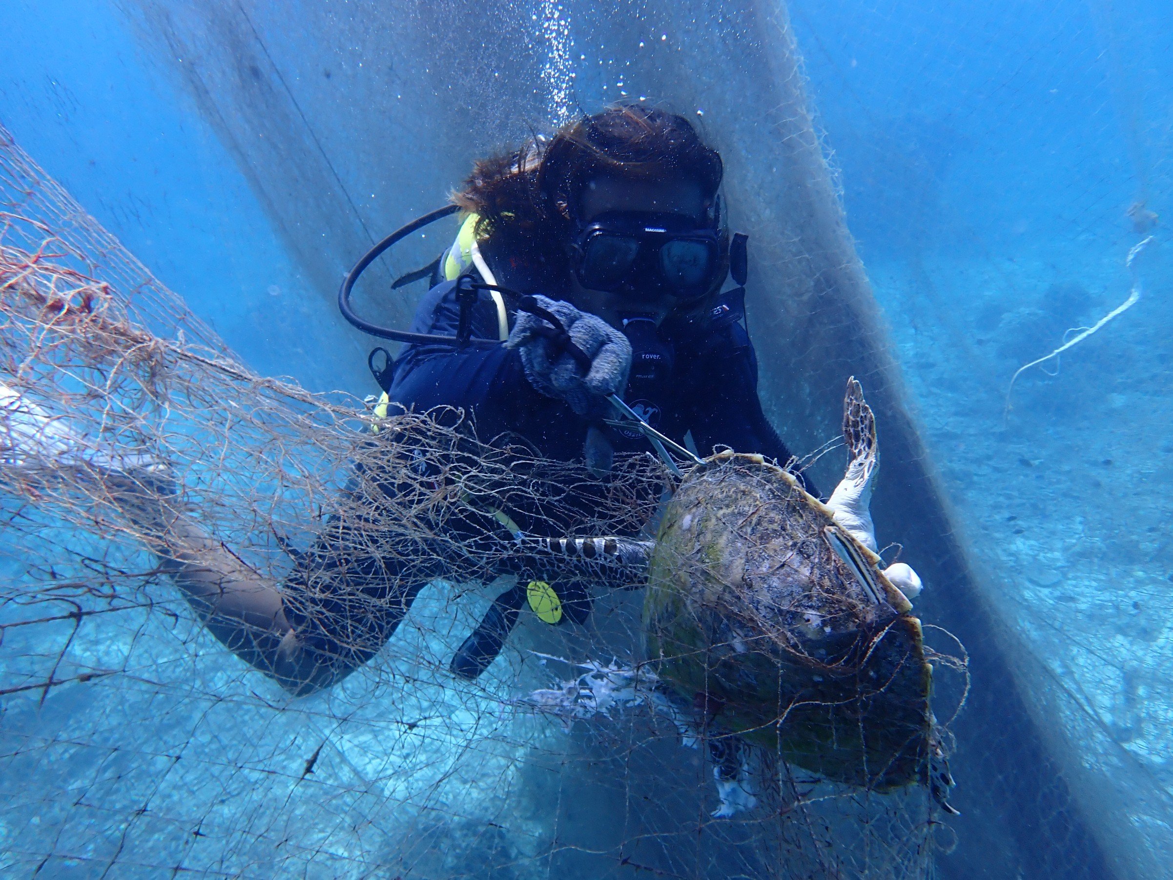 turtle trapped in ghostnets