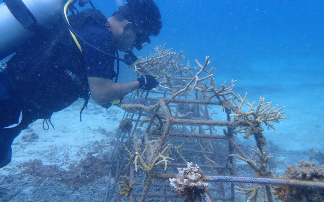Rehabilitating Coral Reefs with The Local Community on Redang Island