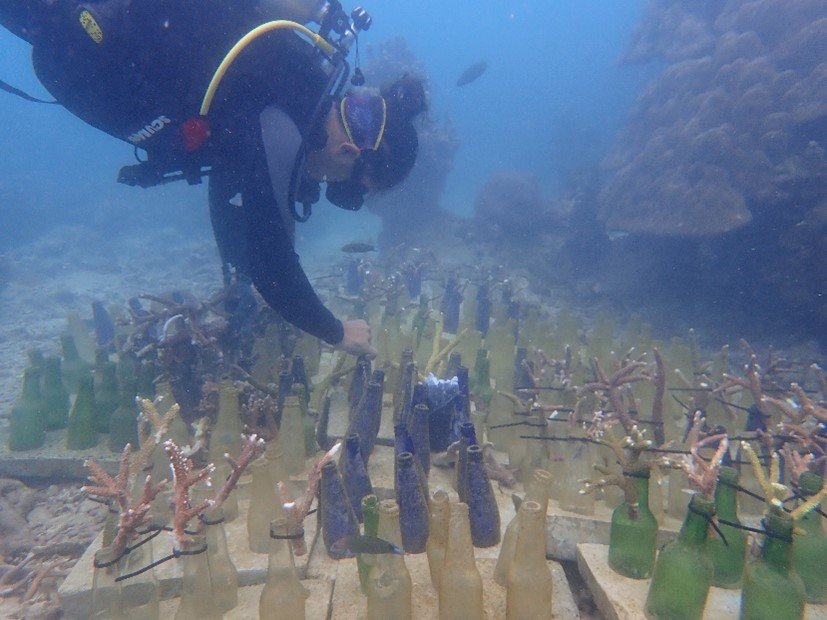 Cintai Tioman: January – March 2025