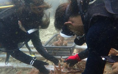 Bridging the Gap: Mechanisms to Enable More Holistic Marine Resource Management
