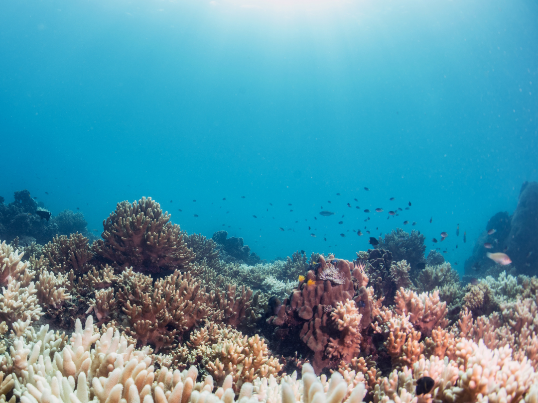 4_Soft+coral+hard+coral