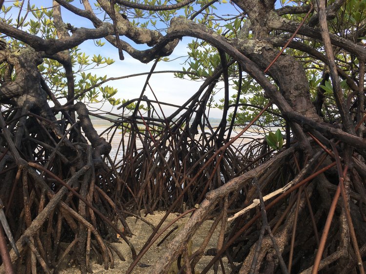 Mangroves Mangroves at the beach in Malaysia