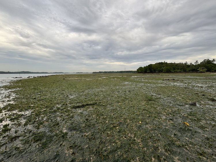 Seagrass Seagrass meadow in Johor