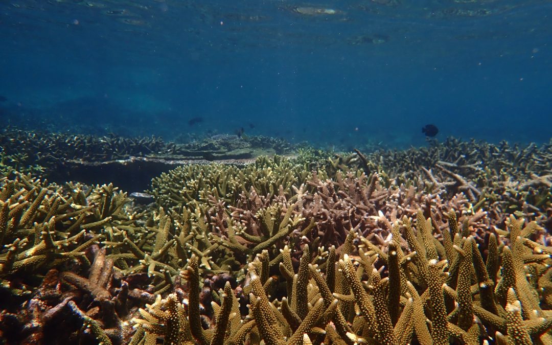 ‘Deep concerns” about the Proposed New Tioman Airport