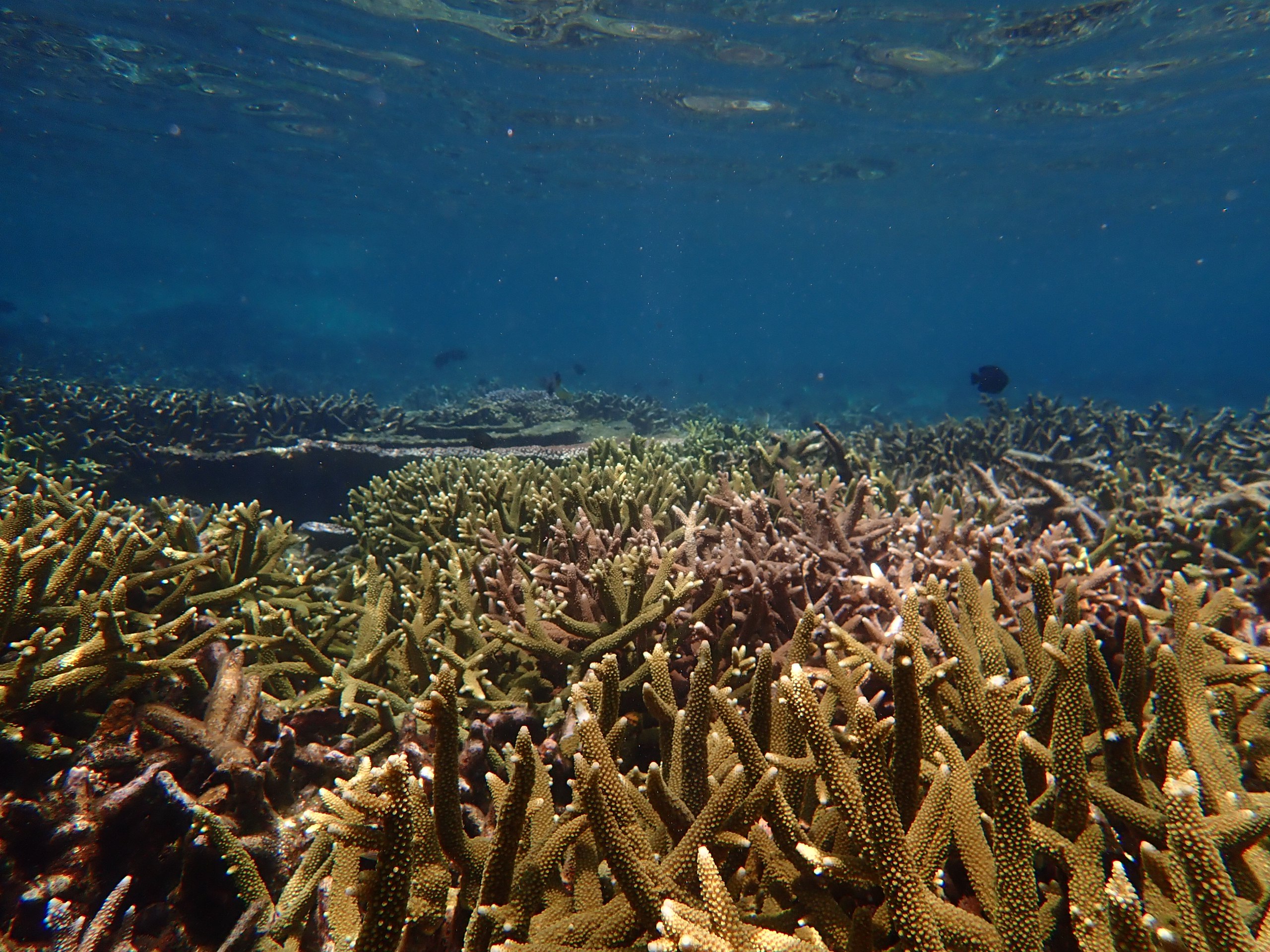 Coral reef Tioman RCM A landscape photo of coral reef filled with staghorn coral