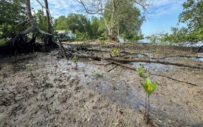 South of Johor: April – June 2025