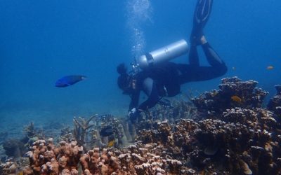 Cintai Tioman: April – June 2025