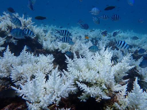 Malaysia’s Coral Reefs in Crisis After Record-Breaking 2024 Bleaching Event