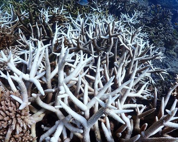 Malaysia’s Coral Reefs Need Help, Reef Check Malaysia Report Warns