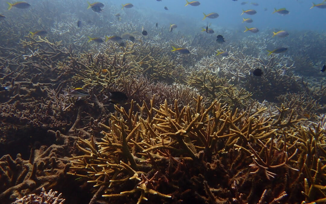 The Mersing Islands Dilemma: To Close or Not to Close