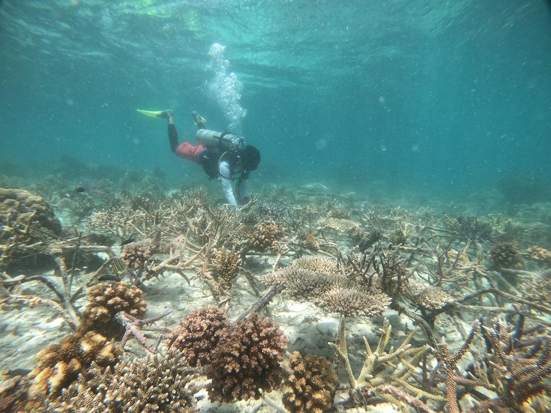 Corals growing on coral rehabilitation metal frames