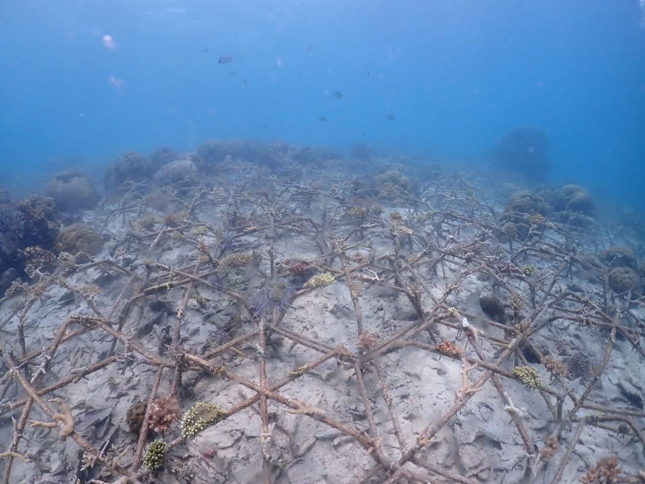 Newly deployed coral rehabilitation metal frames