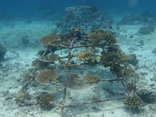 Semporna Updates: October – December 2025