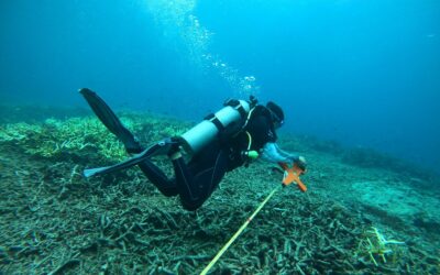 The 2025 Reef Check Survey Results and What They Mean for Our Coral Reefs