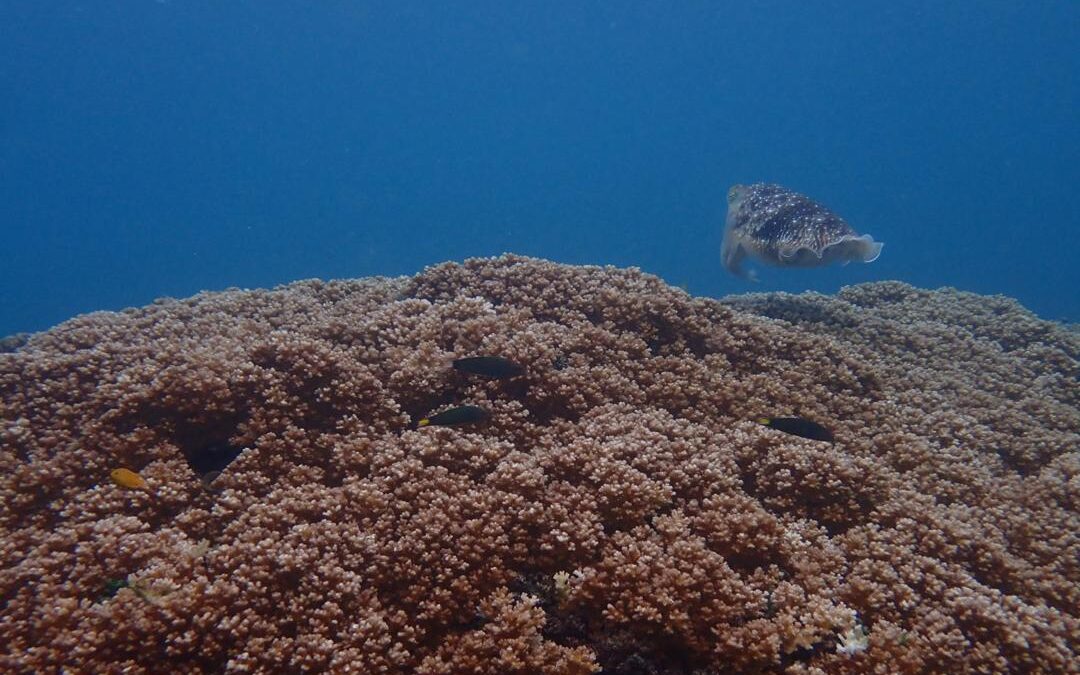 Wastewater Management on Islands: The Missing Link in Ocean Protection