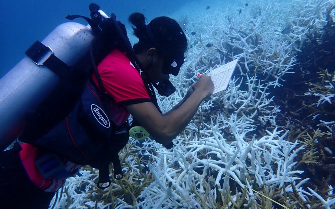 Are Our Corals Bleaching Again?