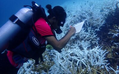 Are Our Corals Bleaching Again?