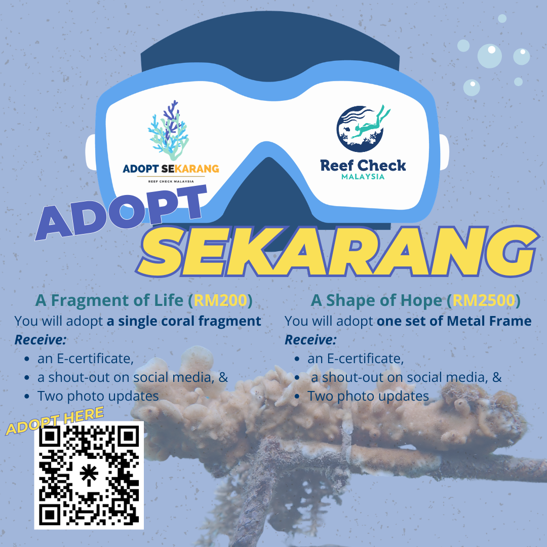 Adopt sekarang (square) poster