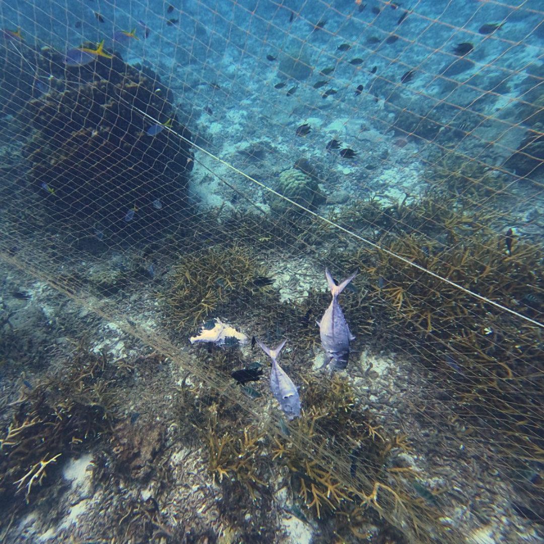 An abandoned fishing net still trapping marine life underwater