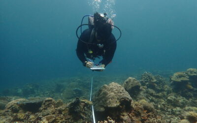Checking the Ocean’s Pulse: How the Reef Check Method Diagnoses Marine Health and Protects Local Livelihoods