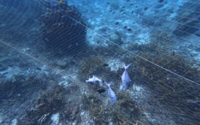 From Depleted Seas to National Food Sovereignty: Bridging the Gap Between Policy and Reality