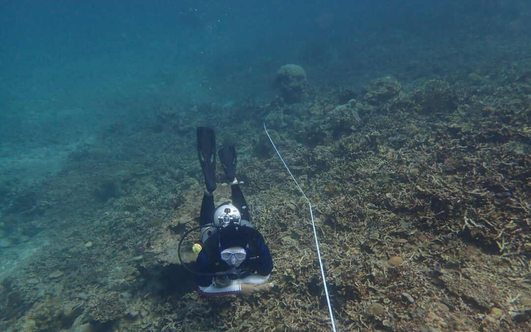 Malaysia Lost Over 47,250 Football Fields Worth of Coral Over Three Years