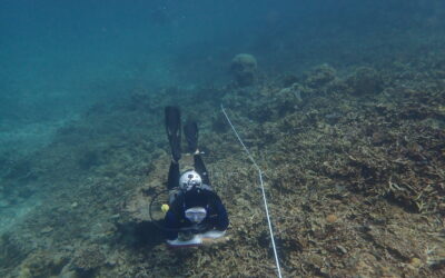 Malaysia Lost Over 47,250 Football Fields Worth of Coral Over Three Years