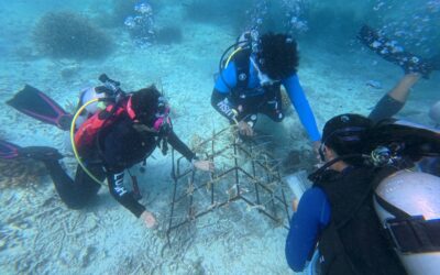 Cintai Tioman: July-September 2026